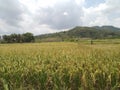 Expanse of yellow rice fields under the hill Royalty Free Stock Photo