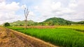 Silent beauty in brebes central java Indonesia Royalty Free Stock Photo