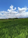 Expansion of rice fields and blue skies with a few clouds on a hot day on the outskirts of Tegal central java Indonesia Royalty Free Stock Photo