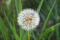 Dandelion, plant for everything, ivars, lerida