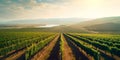 expansive aerial view of a vast vineyard, with rows of grapevines stretching to the horizon, ready for harvest