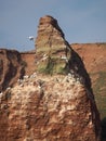 Expansive cliff adorned with numerous birds against a blue sky