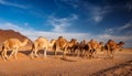 Wild Camels Roam Freely Across the Desert Landscape Under a Vast Blue Sky in Royalty Free Stock Photo