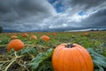 An expansive field with rows of pumpkins under a dramatic cloudy sky, A pumpkin field under gloomy skies, AI Generated
