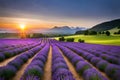 An expansive field of vibrant lavender in full bloom, stretching to the horizon