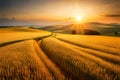 An expansive, golden wheat field stretching as far as the eye can see, bathed in the warm light of the setting sun Royalty Free Stock Photo