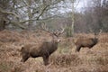 Autumn Majesty : Vigilant Red Deer Stags in Richmond Park Royalty Free Stock Photo