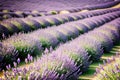 An expansive lavender field in full bloom with rows of purple flowers stretching as far as the eye Royalty Free Stock Photo