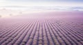Expansive lavender fields stretch across a hilly landscape. Rows of lavender plants (Lavandula) Royalty Free Stock Photo