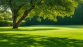 Expansive lawn edged with vibrant green trim leading to a blank area