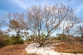 Expansive LIve Oak on a Barrier Island Royalty Free Stock Photo