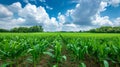 Expansive meadow beneath a clear sky serene nature background for scenic views