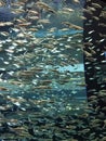 School of Alewives at Ripley`s Aquarium of Canada Royalty Free Stock Photo