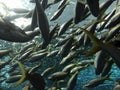 School of Alewives at Ripley`s Aquarium of Canada Royalty Free Stock Photo