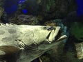 Goliath Grouper at Ripley`s Aquarium of Canada Royalty Free Stock Photo