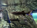 Longnose Gar fish at Ripley`s Aquarium of Canada Royalty Free Stock Photo