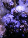 Sea anemones at Ripley`s Aquarium of Canada