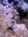 Sea anemones at Ripley`s Aquarium of Canada