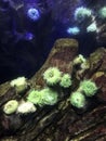 Sea anemones at Ripley`s Aquarium of Canada