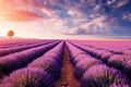 expansive panoramic shot of a vast lavender field in full bloom, with rows upon rows of purple flowers stretching as far Royalty Free Stock Photo