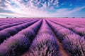 expansive panoramic shot of a vast lavender field in full bloom, with rows upon rows of purple flowers stretching as far Royalty Free Stock Photo