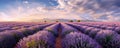 expansive panoramic shot of a vast lavender field in full bloom, with rows upon rows of purple flowers stretching as far panorama Royalty Free Stock Photo