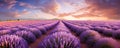 expansive panoramic shot of a vast lavender field in full bloom, with rows upon rows of purple flowers stretching as far panorama Royalty Free Stock Photo