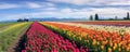 expansive panoramic shot of a vibrant tulip field in full bloom, with rows of colorful flowers stretching as far panorama