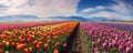 expansive panoramic shot of a vibrant tulip field in full bloom, with rows of colorful flowers stretching as far panorama