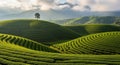 Rolling Green Tea Plantations Under a Cloudy Sky with Mountains tea fields rolling hills Royalty Free Stock Photo