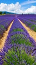 Expansive Rows of Blooming Lavender Fields Under a Bright Blue Sky Royalty Free Stock Photo
