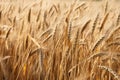 Expansive Rye field. Generate Ai Royalty Free Stock Photo