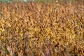 Expansive soybean field under open sky conveying large scale production and commodity potential, broad acreage and uniform crop Royalty Free Stock Photo