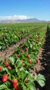 Expansive strawberry fields dot the countryside, their bright red berries contrasting beautifully against the deep green