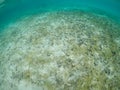 Expansive underwater view of white bleached coral of the Maldives