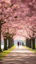 Expansive springtime park scene filled with blooming cherry blossoms and health-conscious individuals Royalty Free Stock Photo