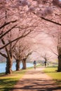 Expansive springtime park scene filled with blooming cherry blossoms and health-conscious individuals Royalty Free Stock Photo