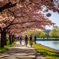 Expansive springtime park scene filled with blooming cherry blossoms and health-conscious individuals Royalty Free Stock Photo