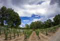 New Mexico Vineyard Royalty Free Stock Photo