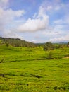wide view of tea plantation Royalty Free Stock Photo