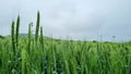 Expansive wheat field with swaying grass in the summer breeze. Royalty Free Stock Photo