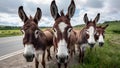 Expectant Donkeys Await Roadside Snacks. Concept Donkey Care, Roadside Snacks, Animal Behavior,