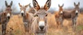 Expectant Donkeys Await Snacks by the Road, Plenty of Space for Your Thoughts. Concept Donkeys,