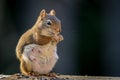Expecting American Red Squirrel appears to be smiling as she enjoys a snack Royalty Free Stock Photo