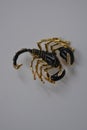 Expensive beautiful jewelry, stylish brooch in the form of a black and gold scorpion, zodiac sign scorpion Royalty Free Stock Photo