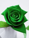 Enchanting Leafy Rose: Iconic Green Paper Rose Image