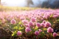 Autumn\'s Hidden Gem: A Stunning Pink Clover in a Field of Gold