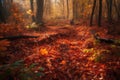 Autumnal Splendor: A Colorful Forest Floor