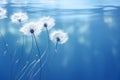 Mesmerizing Dandelion Dance: Four Seeds Floating Across a Blue Canvas