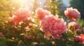 Blooming Beauties: A Stunning Display of Peonies in the Park Royalty Free Stock Photo